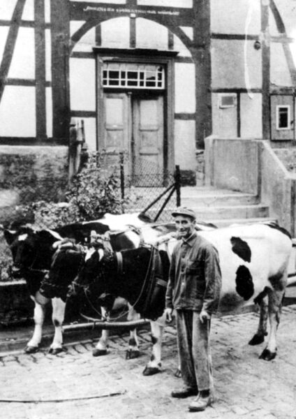 Landwirt Karl Ahlbrecht mit Kühen vor seinem Wohnhaus auf der Burgstraße, um 1960: Seine Kühe setzte er neben der Micherzeugung auch noch als Zugtiere ein. Eine typische Situation, wie sie in der ländlichen Gemeinde Polle in den 1950-er Jahren noch häufig angetroffen werden konnte.Karl Ahlbrechts kleines, landwirtschaftliches Anwesen gab er mit dem Erreichen seines Rentenalters im Jahres 1972 auf.