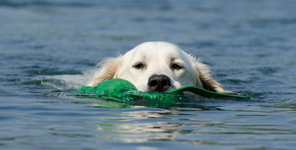 1. Poller Hundeschwimmen: Spaß für Zwei- und Vierbeiner